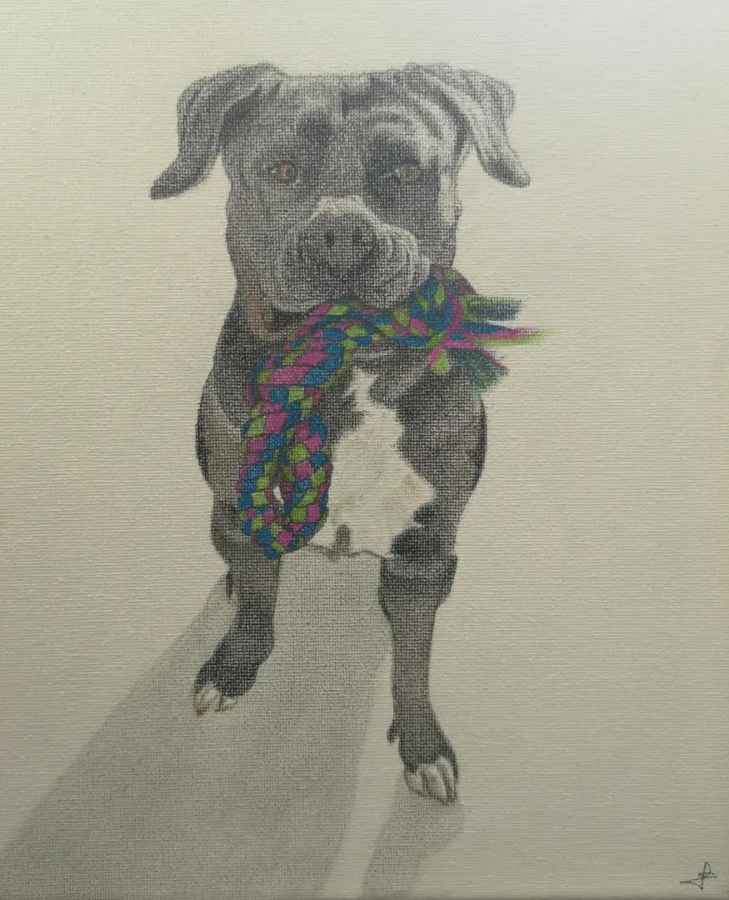 Chien couleur